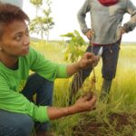 A coffee that yields hope to Typhoon Yolanda victims