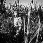A farm worker harvesting sugarcane inside the Hacienda Luisita in Tarlac. 2005