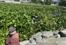 The paradox of survival: invasive species as fallback livelihood in Laguna Lake