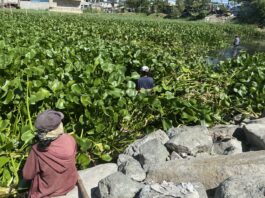 The paradox of survival: invasive species as fallback livelihood in Laguna Lake