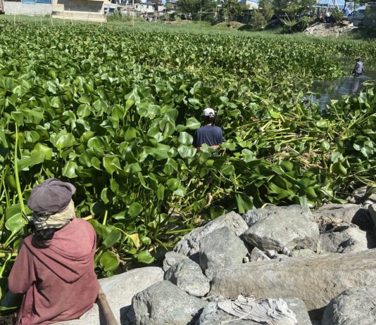The paradox of survival: invasive species as fallback livelihood in Laguna Lake
